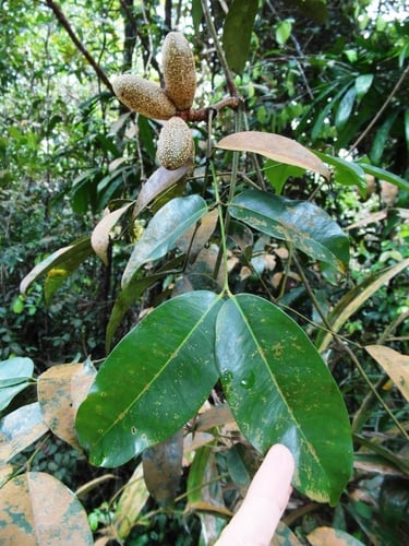 Gnetum gnemonoides