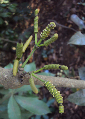 Gnetum latifolium (Rope gnetum vine) — photo