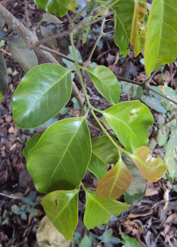 Gnetum latifolium