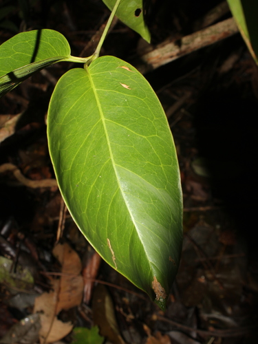 Gnetum leyboldii — photo