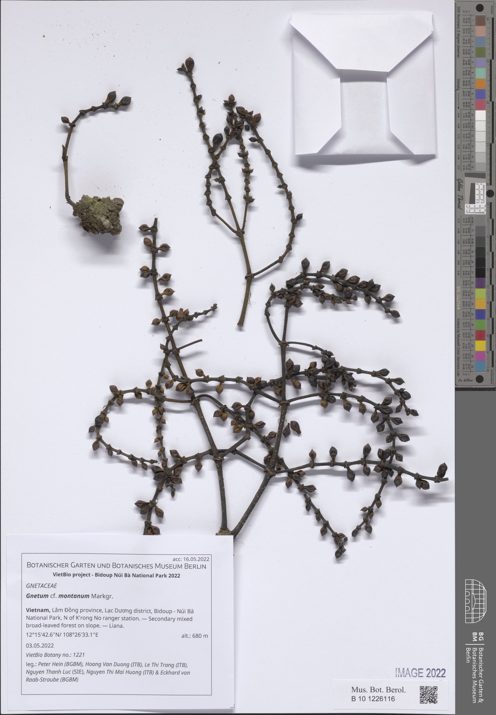 Gnetum montanum (Common jointfir) — photo