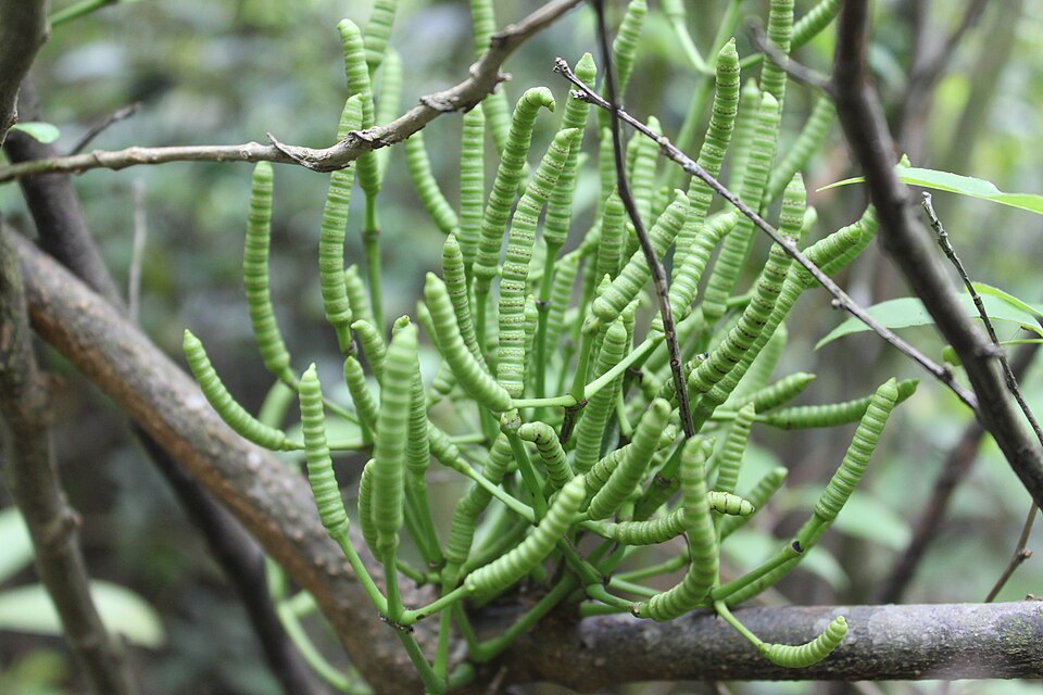 Gnetum montanum