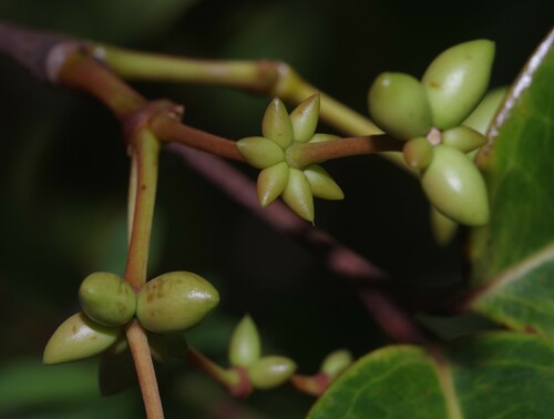 Gnetum nodiflorum (Tauwa nut) — photo