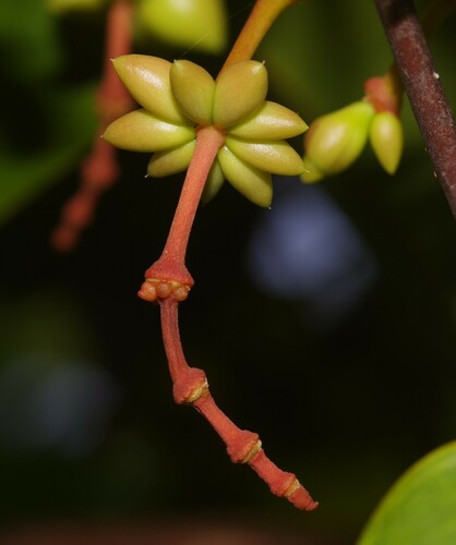 Gnetum nodiflorum (Tauwa nut) — photo