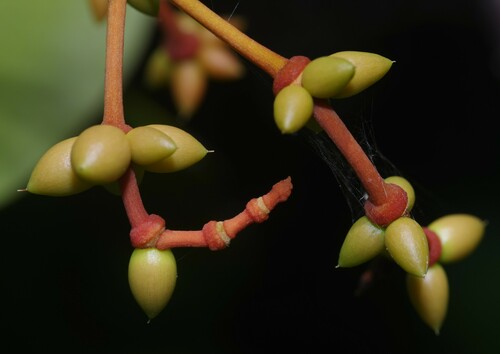 Gnetum nodiflorum