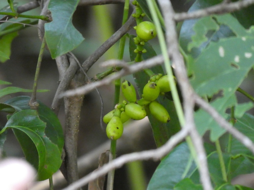 Gnetum parvifolium (Mountain ginkgo) — photo