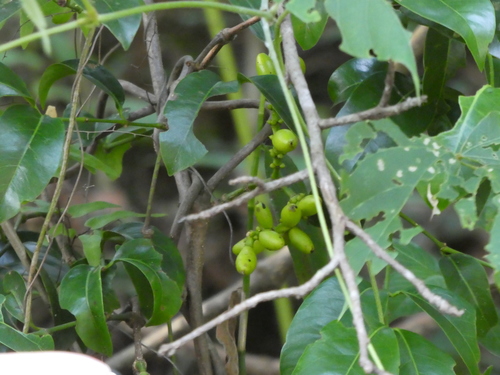 Gnetum parvifolium