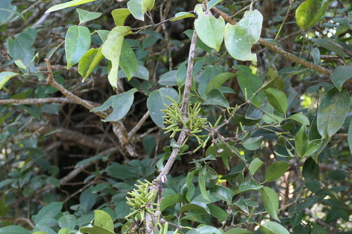 Gnetum scandens (Keluat) — photo