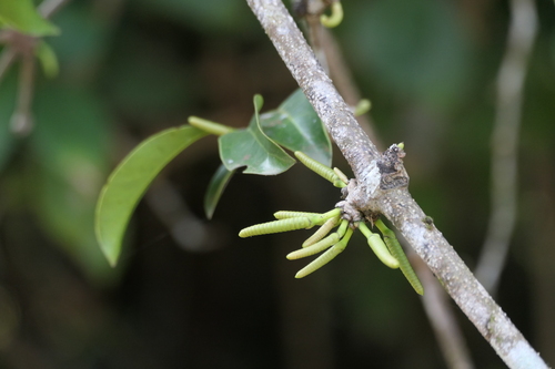 Gnetum scandens (Keluat) — photo