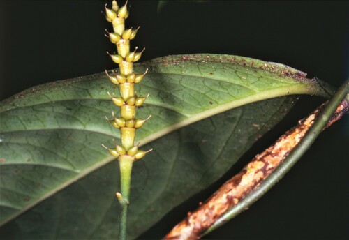 Gnetum tenuifolium (Thin-leaved jointfir) — photo