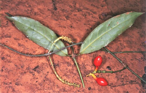 Gnetum tenuifolium (Thin-leaved jointfir) — photo