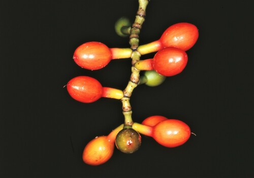 Gnetum tenuifolium