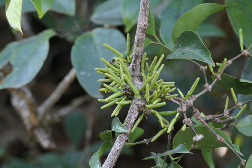Gnetum ula