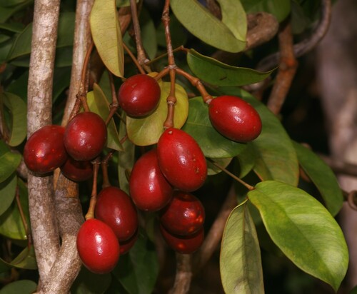 Gnetum urens (Thoa piquant) — photo