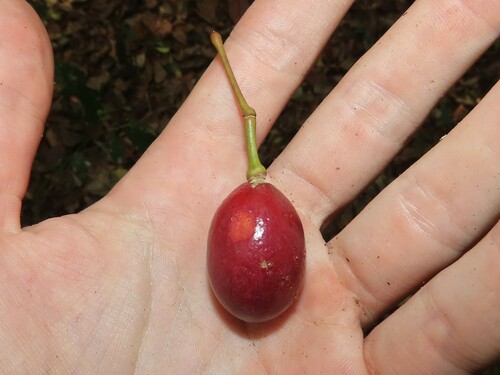 Gnetum urens