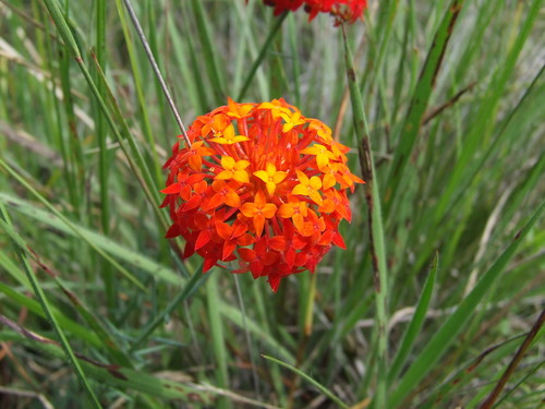 Gnidia chrysantha — photo