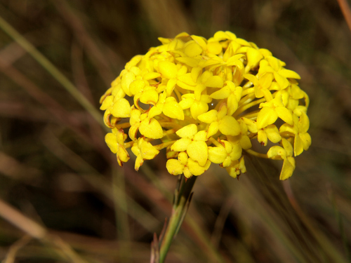 Gnidia chrysantha