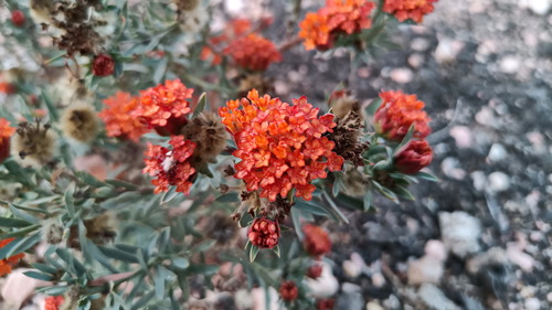 Gnidia somalensis — photo