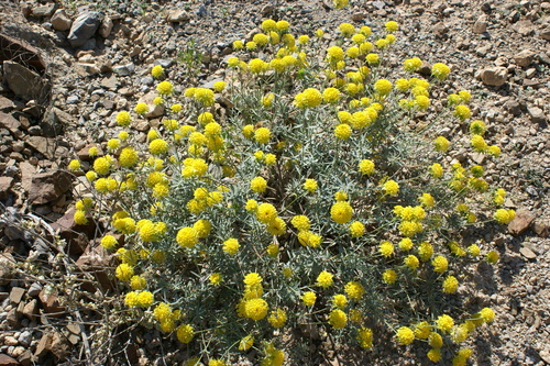 Gnidia somalensis