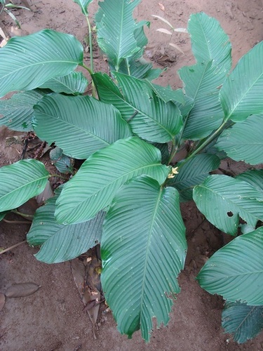 Goeppertia allouia (Guinea arrowroot) — photo