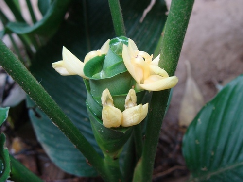 Goeppertia allouia