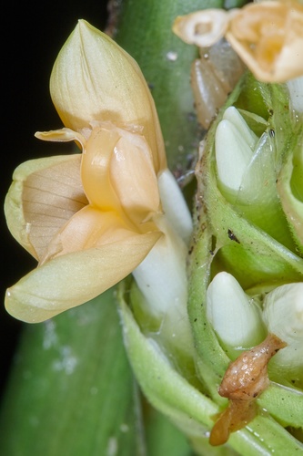 Goeppertia macrosepala — photo