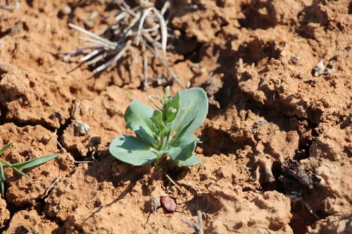 Goldbachia laevigata