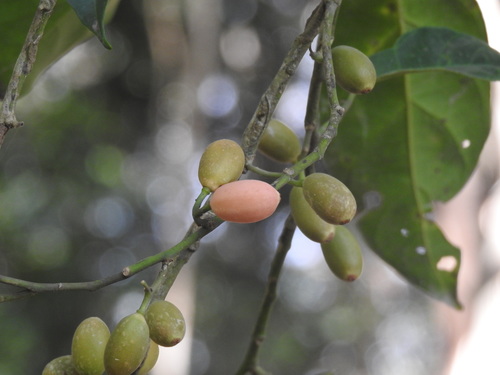 Gomphandra australiana (Buff beech) — photo