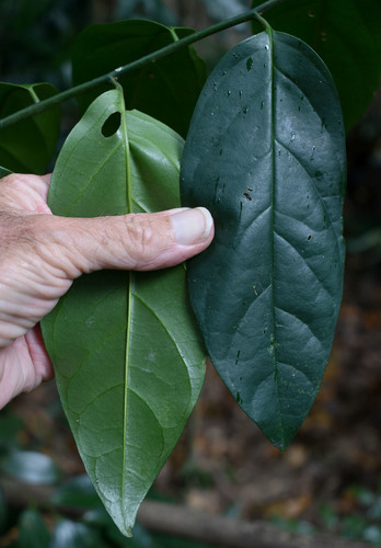 Gomphandra australiana (Buff beech) — photo