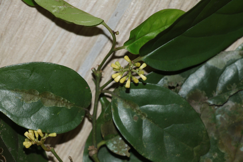 Stemonuraceae