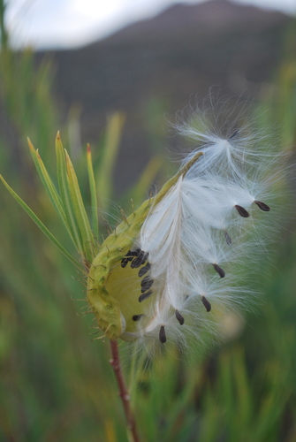 Gomphocarpus fruticosus (Cotine) — photo