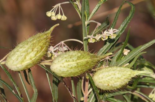 Gomphocarpus fruticosus