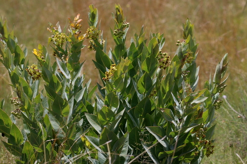 Gomphocarpus glaucophyllus (Blue leaf) — photo