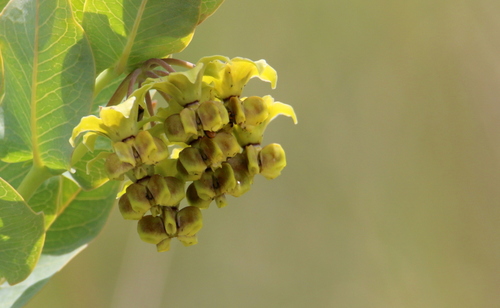Gomphocarpus glaucophyllus (Blue leaf) — photo