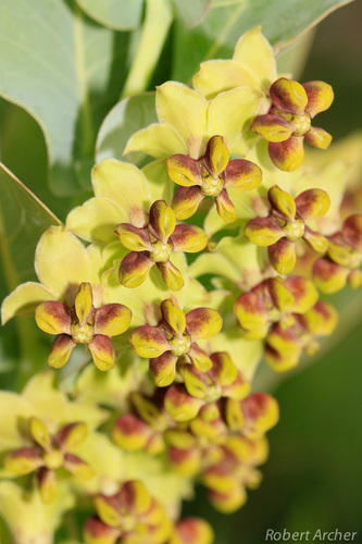 Gomphocarpus glaucophyllus