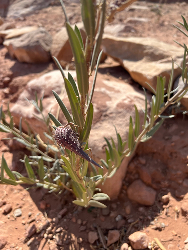 Gomphocarpus sinaicus — photo