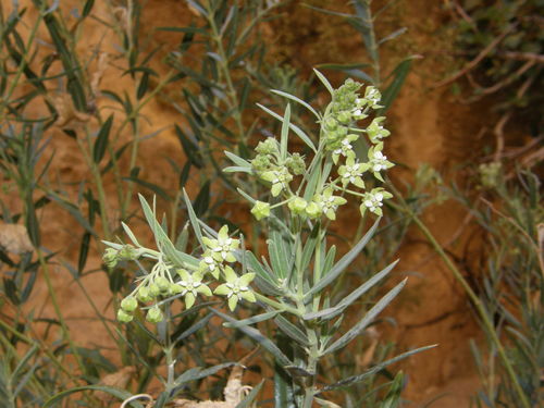 Gomphocarpus sinaicus — photo