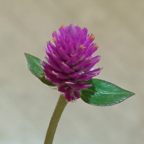Gomphrena globosa (Globe Amaranth) — photo