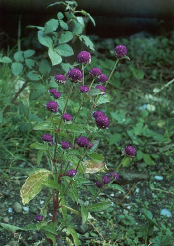 Gomphrena globosa (Globe Amaranth) — photo