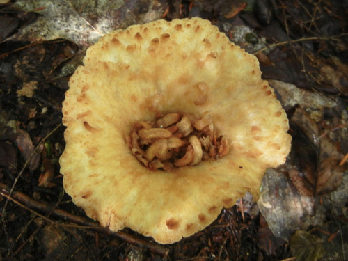 Gomphus kauffmanii — photo