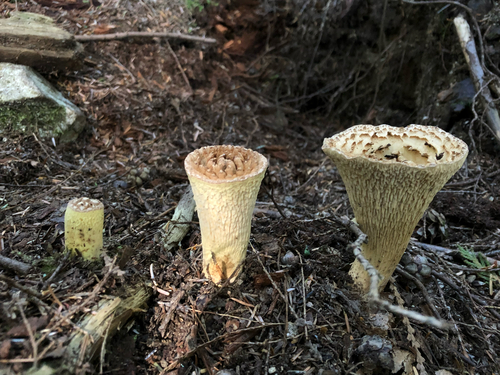Gomphus kauffmanii
