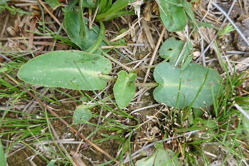 Gongylosciadium falcarioides