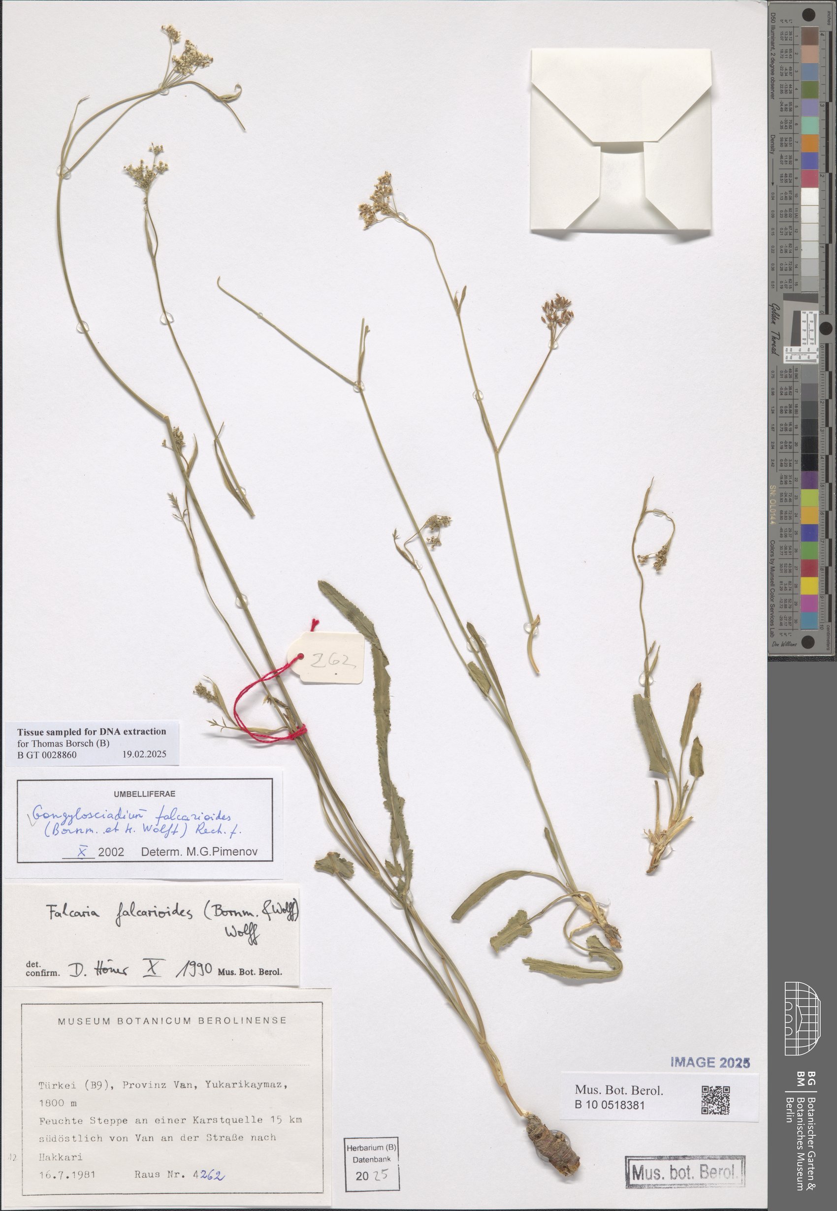 Gongylosciadium falcarioides — photo