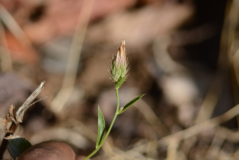 Goniocaulon indicum — photo