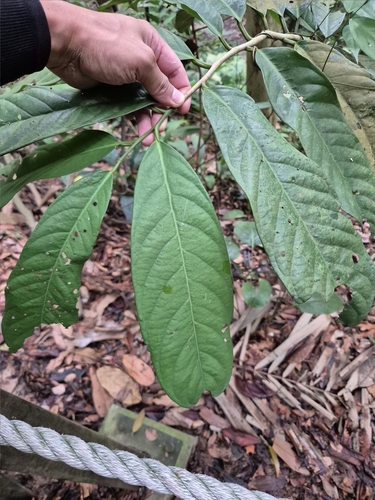 Goniothalamus macrophyllus — photo