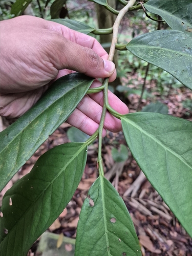 Goniothalamus macrophyllus — photo