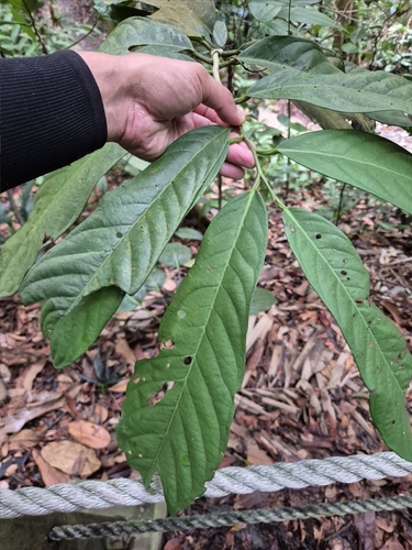 Goniothalamus macrophyllus