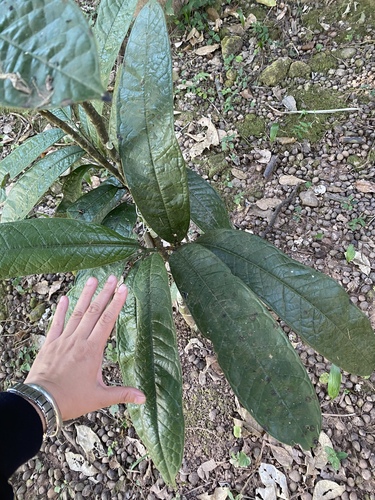 Goniothalamus sesquipedalis — photo