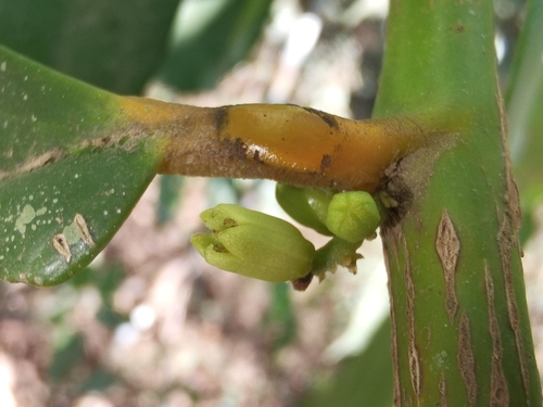 Gonocaryum lobbianum — photo