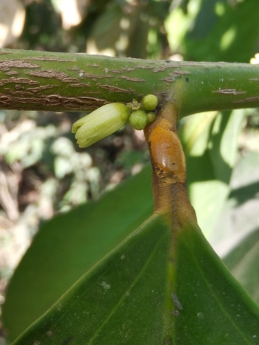 Gonocaryum lobbianum — photo